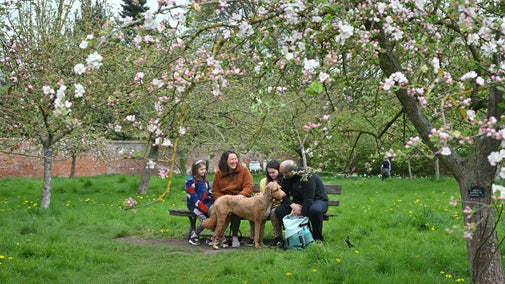 A family enjoying blossom in the orchard at Calke Abbey, Derbyshire